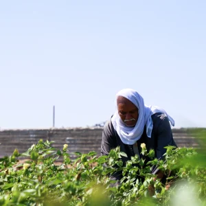 Heliopolis University Announces New Policy on Sustainable Land Use, Conservation, and Restoration